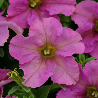 (п.ф.) Петуния Софистика Твилайт F1, 1000 драже (№9-4-215)