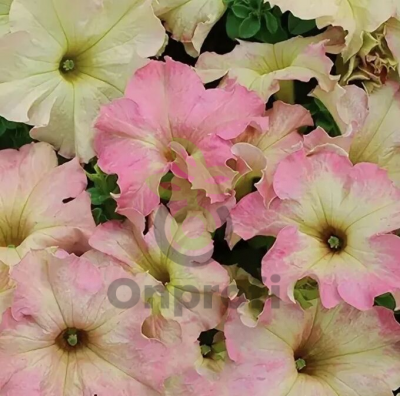 (п.ф.) Петуния Софистика Твилайт F1, 1000 драже (№9-4-215)