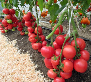Томат Легионер F1,