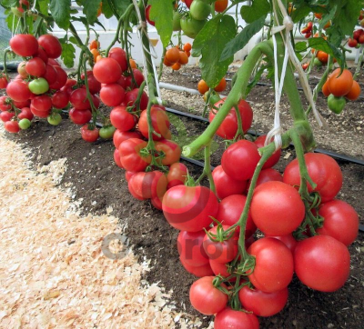 Томат Легионер F1,