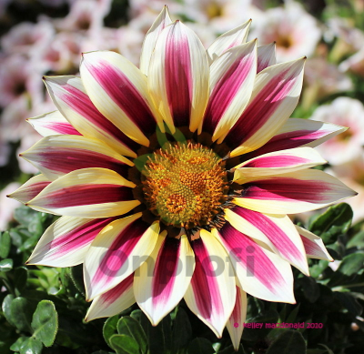 (п.ф.) Гацания Биг Кисс Вайт Флейм F1,