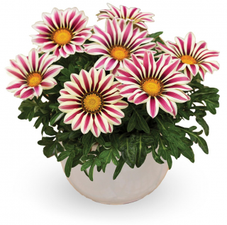 (п.ф.) Гацания Биг Кисс Вайт Флейм F1,