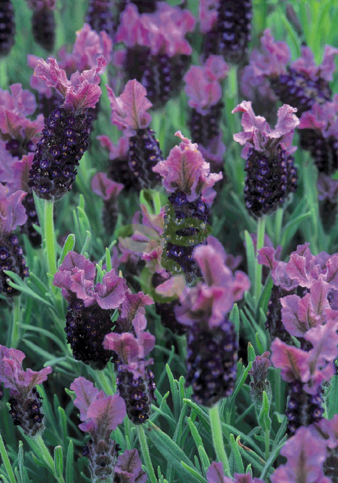 (п.ф.) Лаванда Виолета Парпл XL,