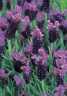 (п.ф.) Лаванда Виолета Парпл XL,
