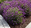 (п.ф.) Лаванда Виолета Парпл XL,