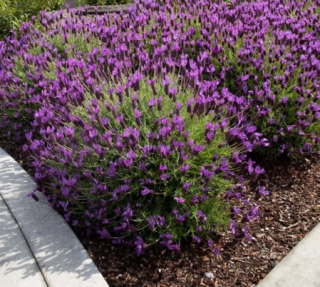 (п.ф.) Лаванда Виолета Парпл XL,