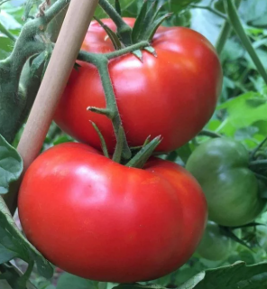 Томат Делишес, 0,5гр (фасовка)