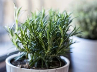 (м.ф.) Розмарин лек. Росинка 10шт