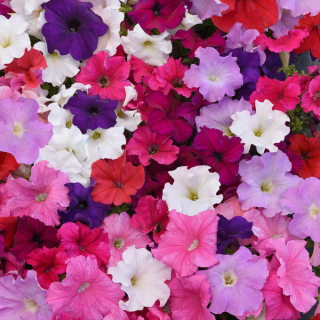 (п.ф.) Петуния Суперкаскад Микс,