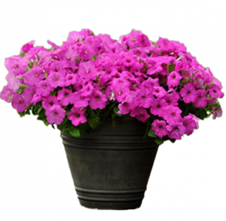 (п.ф.) Петуния Изи Вейв Неон Роуз F1, 100 драже (№9-1-43)