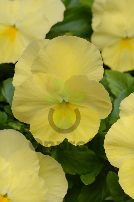 (п.ф.) Виола Кул Вейв Лемон F1, 100 шт (№4-10)