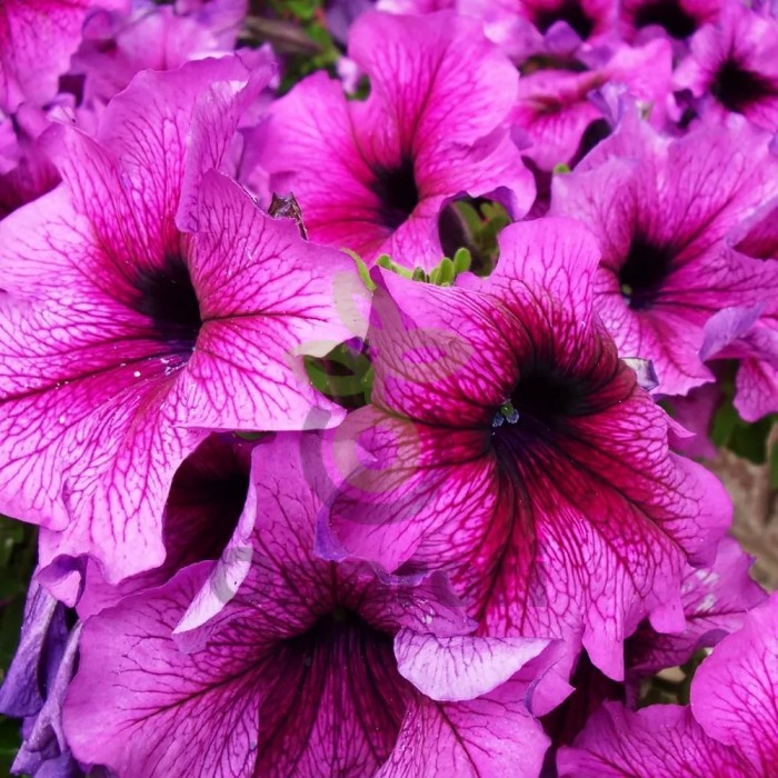 (п.ф.) Петуния Мираж Шугар, 1000 драже (№9-5-58)