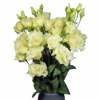 (п.ф.) Эустома Алисса II Еллоу F1,