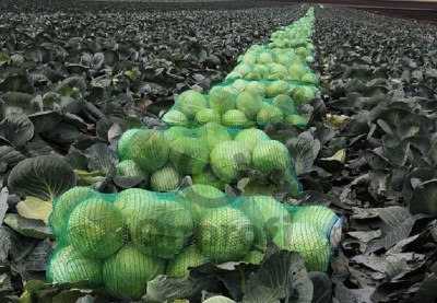 Капуста белокочанная Ферро F1,