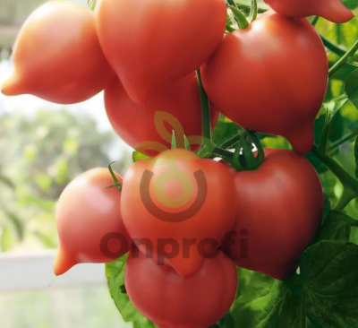 Томат Огневский F1,