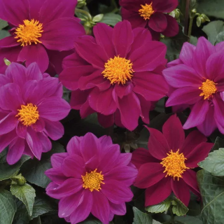 (п.ф.) Георгина Фигаро Виолет Шейдес F1,