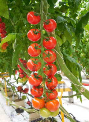 Томат Саппоро F1, 10 шт