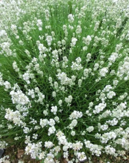 (п.ф.) Лаванда Вайт Сцент Компакт,