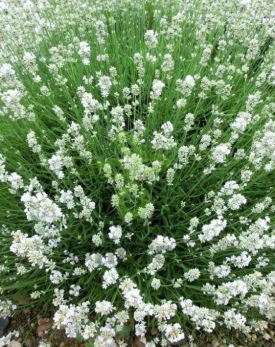 (п.ф.) Лаванда Вайт Сцент Компакт,