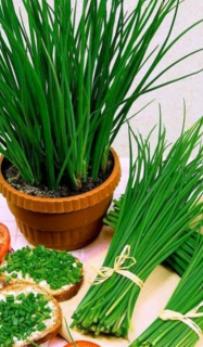 Лук шнитт Домашний, 0,5гр (фасовка)