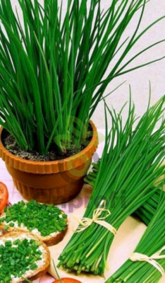 Лук шнитт Домашний, 0,5гр (фасовка)