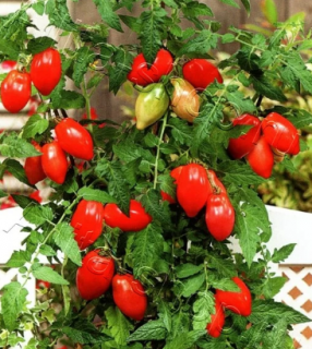 Томат Десперадо, 0,5гр (фасовка)