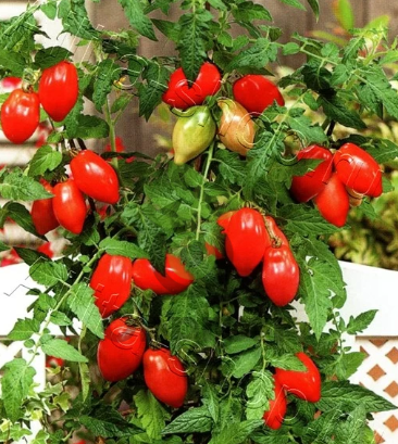 Томат Десперадо, 0,5гр (фасовка)