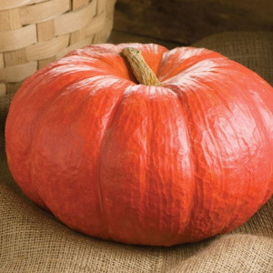 Тыква крупноплодная Красный этамп, 5гр (фасовка)