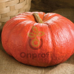 Тыква крупноплодная Красный этамп, 5гр (фасовка)