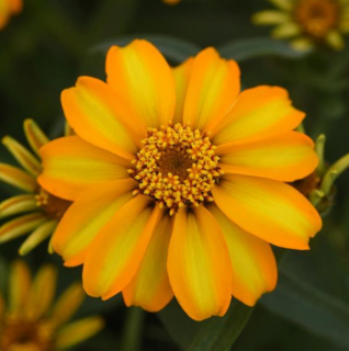 (п.ф.) Циния Стар Голд F1, 100 шт (№6-3)