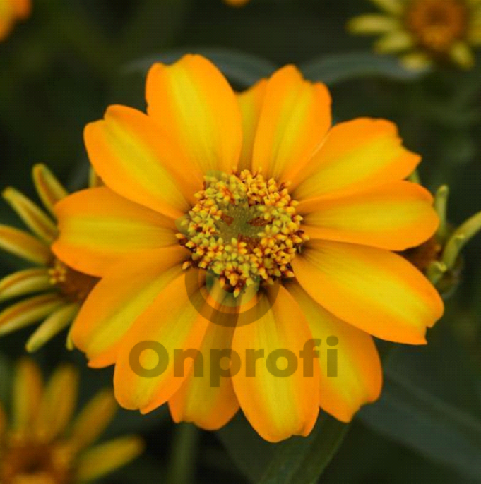(п.ф.) Циния Стар Голд F1, 100 шт (№6-3)