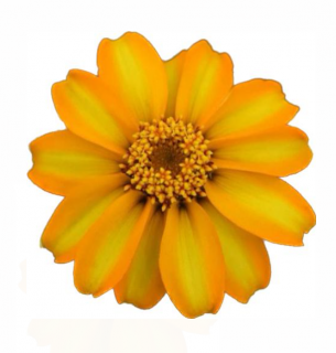 (п.ф.) Циния Стар Голд F1, 100 шт (№6-3)