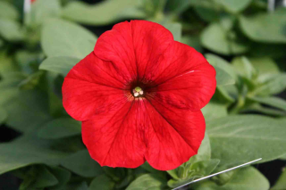 (п.ф.) Петуния Фалкон Ред F1,