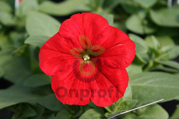 (п.ф.) Петуния Фалкон Ред F1,