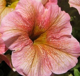 (п.ф.) Петуния Дольче Фраголино,