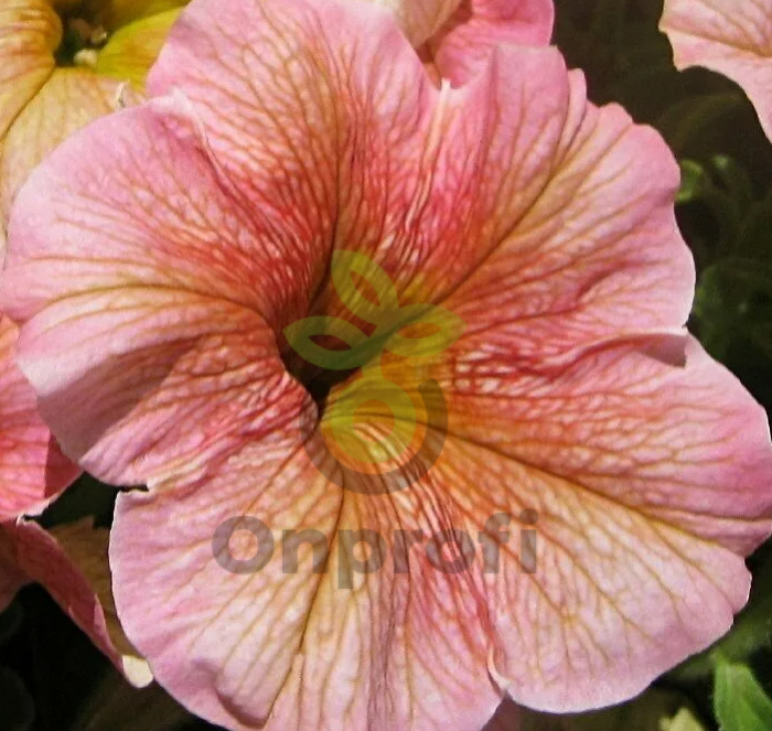 (п.ф.) Петуния Дольче Фраголино,