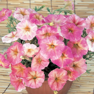 (п.ф.) Петуния Дольче Фраголино,