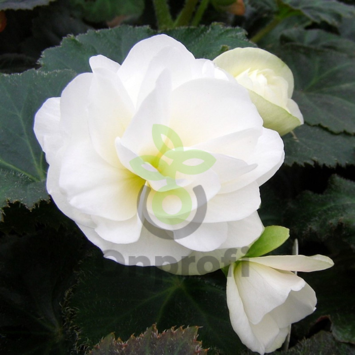 (п.ф.) Бегония Нонстоп Вайт,