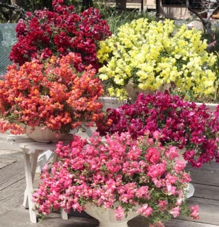 (п.ф.) Львиный зев Кэнди Шауерс Микс, 100 шт (№6-107)