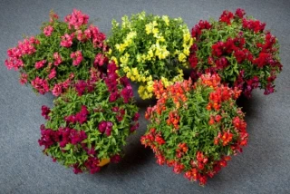 (п.ф.) Львиный зев Кэнди Шауерс Микс, 100 шт (№6-107)