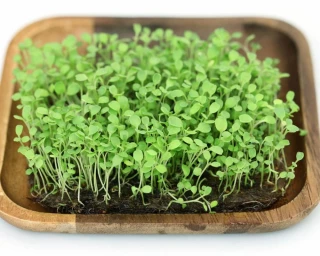 Микрозелень Руккола Пасьянс, 20гр