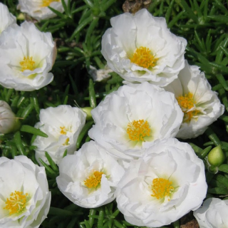 (п.ф.) Портулак Хеппи Ауер Коконат,