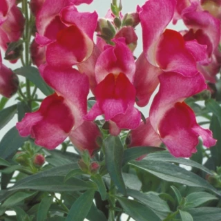 (п.ф.) Львиный зев Флорал Шауерс Фуксия, 1000 шт (№6-386)