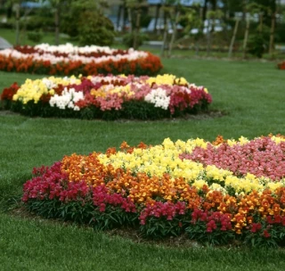 (п.ф.) Львиный зев Флорал Шауерс Фуксия, 1000 шт (№6-386)