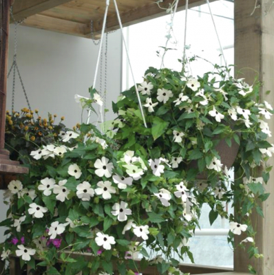 (п.ф.) Тунбергия Сьюзи Вайт Блек Ай, 500 шт (№6-498)