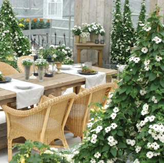 (п.ф.) Тунбергия Сьюзи Вайт Блек Ай, 500 шт (№6-498)