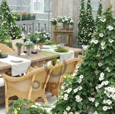 (п.ф.) Тунбергия Сьюзи Вайт Блек Ай, 500 шт (№6-498)