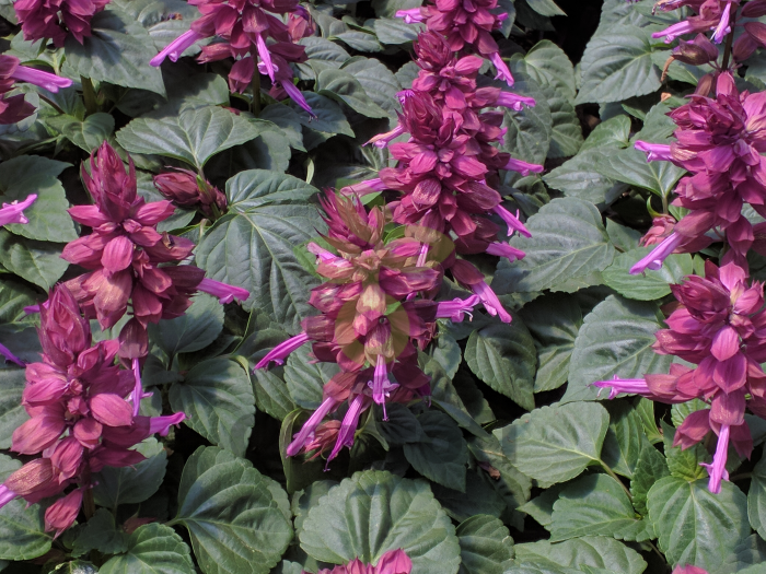 (п.ф.) Сальвия Виста Лавандер,