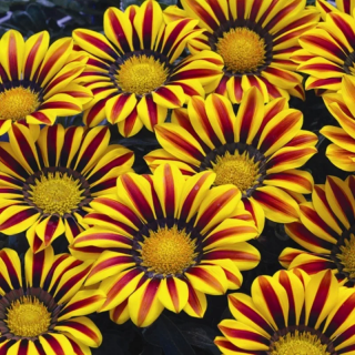 (п.ф.) Гацания Биг Кисс Еллоу Флейм F1,