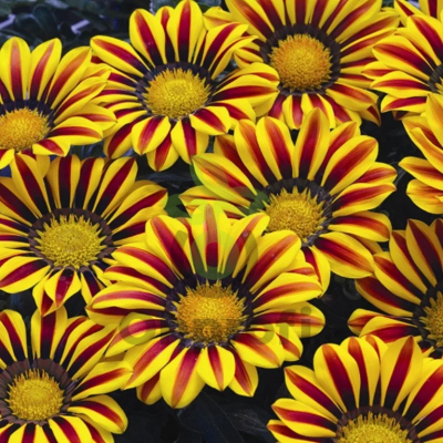 (п.ф.) Гацания Биг Кисс Еллоу Флейм F1,